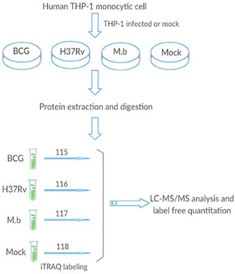 Comparative Proteomics Analysis of Human Macrophages Infected with Virulent Mycobacterium bovis